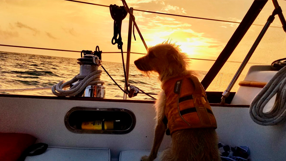 Жизнь на яхте с домашними животными
